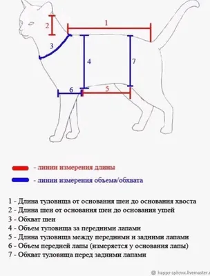 Мода и очарование: кошки в одежде на фотографиях высокого качества