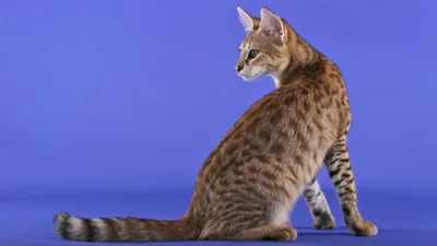 Кошки всех пород: взгляните на их изящество и красоту