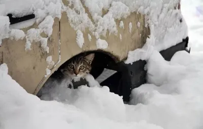 Как помочь согреться бездомной кошке зимой на улице » Кошка Ветра