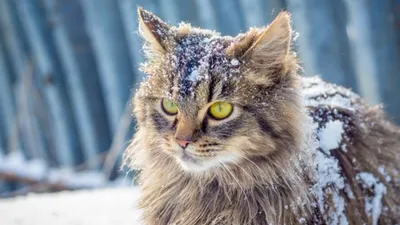 Кошка зимой | Кошки