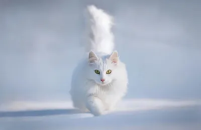 Три кота в белой шубе зимой под …» — создано в Шедевруме