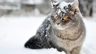 Кошки На Природе Зимой — стоковые фотографии и другие картинки Без людей -  Без людей, Белый, Вертикальный - iStock