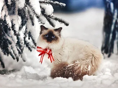 Кошки зимой: 7 советов для здоровья, тепла и уюта