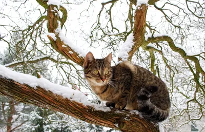 Ветеринар объяснила, могут ли кошки жить зимой на улице | ОБЩЕСТВО | АиФ  Тюмень