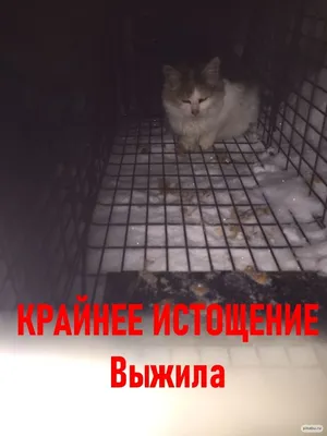 Кошка зимой» — создано в Шедевруме