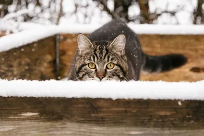 Коты зимой хотят домой в тепло