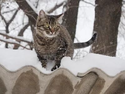 Крупный План Кошки Сидящей На Открытом Воздухе Зимой — стоковые фотографии  и другие картинки Американская короткошёрстная кошка - iStock