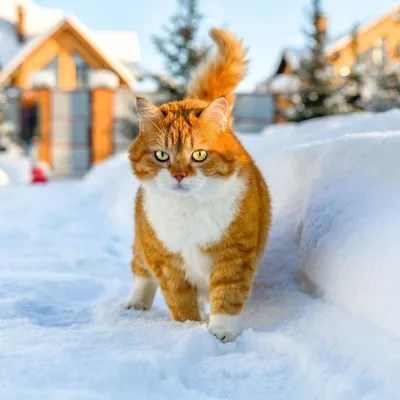 Кошки зимой: фото в хорошем качестве для скачивания