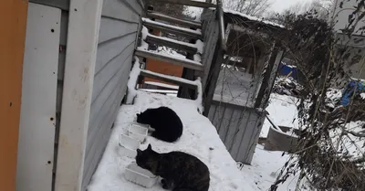 Нежные кошки зимой: обои для вашего экрана