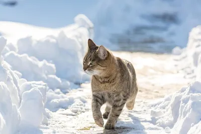 Кошки зимой: фотоколлекция в разных форматах для скачивания