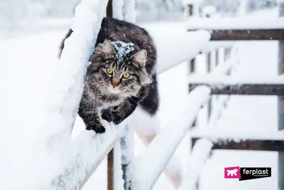 Зимние моменты с кошками: фото на фон и обои