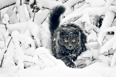 Уютная зима с кошками: бесплатные фотографии для скачивания