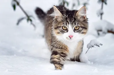 Кошки зимой фотографии