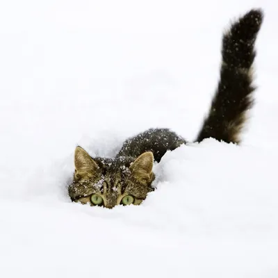 Кошки зимой: эксклюзивные снимки в форматах jpg, png, webp