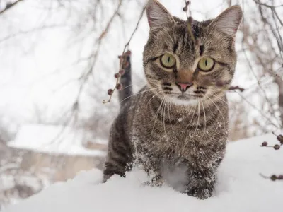 Милые кошки на фоне зимних пейзажей: фотографии в высоком разрешении