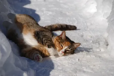 Спокойствие кошек зимой: скачать бесплатные обои и фон