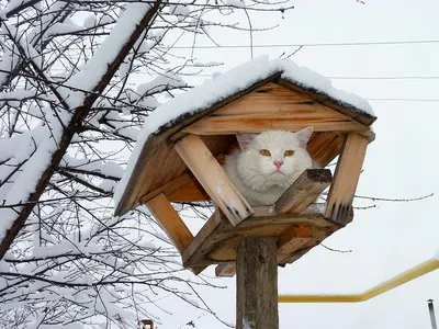 Зимняя сказка с кошками: коллекция фотографий в разных форматах