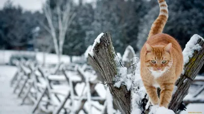 Прекрасные кошки зимой: фото в наилучшем качестве