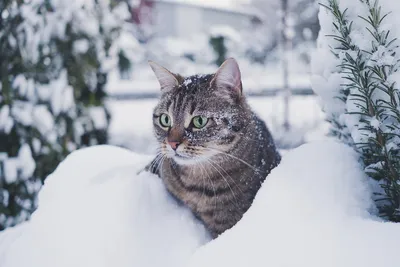 Великолепие зимних кошачьих моментов: картинки для скачивания