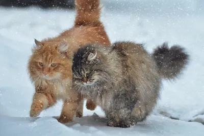 Зимние забавы кошек: картинки для скачивания