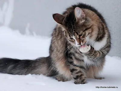 Кошки зимой: нежные фотографии для бесплатного скачивания