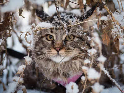 Зимняя грация кошек: украсьте экран своего устройства