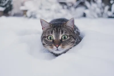 Фотоколлекция Кошки зимой: выбирайте изобразительные обои