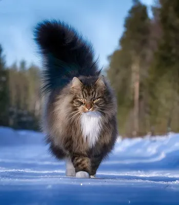 Зимние портреты кошек: бесплатные картинки для загрузки
