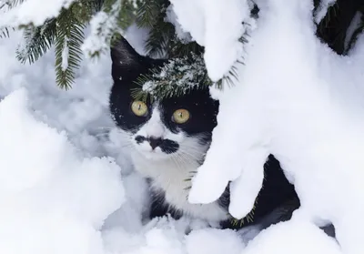 Фотографии кошек в зимней атмосфере: бесплатные обои