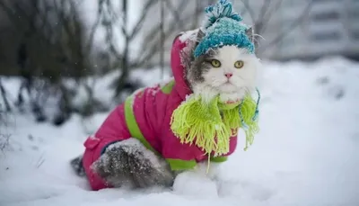 Зимний очаровательный кот: бесплатное скачивание фотографий