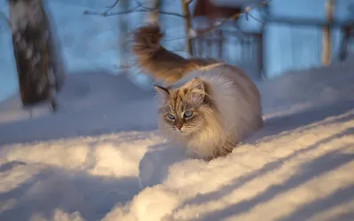 Зоя и другие кошки зимой: фото в высоком разрешении