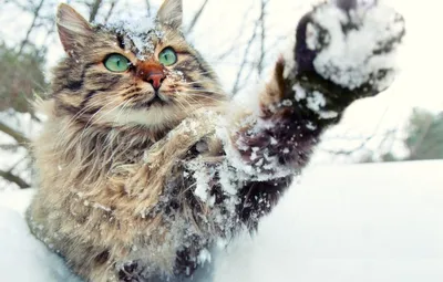 Фотоколлекция Кошки зимой: выберите понравившуюся картинку