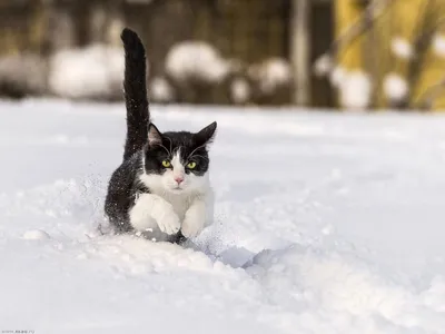 Зимние приключения кошек: фото для скачивания на фон