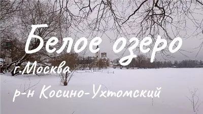 Лебеди на Белом озере в Косине Видео: @solnce_mmm #косино #лебеди #озеро  #косиноухтомский | Instagram