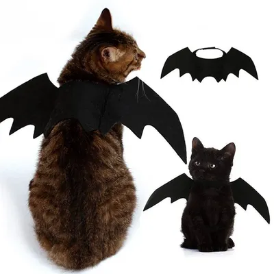 Костюм кошки на хэллоуин: захватывающий кадр в webp
