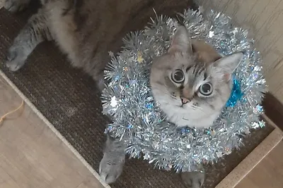 Изображение костюма кошки на новый год в webp для веб-страниц
