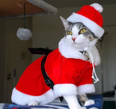 Изображение костюма кошки на новый год: вдохновляющие образы в каждой фотографии