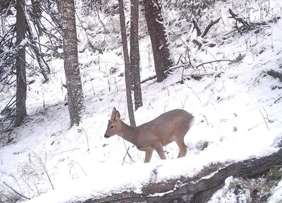Белая Косуля Зимой — стоковые фотографии и другие картинки Косуля - Косуля,  Снег, Альбинос - iStock