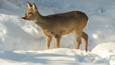 Косуля сибирская в Алтайском заповеднике зимой. Кадры фото ловушек |  Altzapoved | Дзен