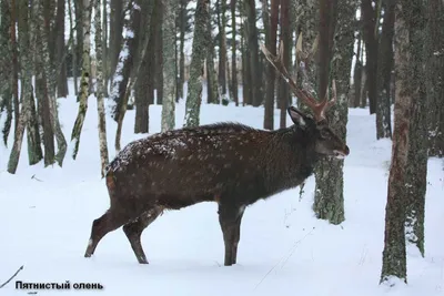 Roe deer | Lviv