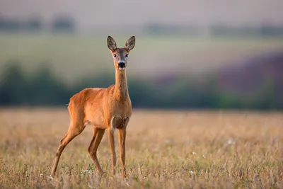Косуля capreolus capreolus в глубоком снегу зимой | Премиум Фото