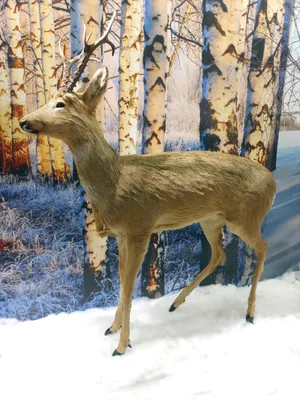 Европейская косуля (Capreolus capreolus) - Природный парк Олений