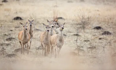Поведение и групповой образ жизни косули в зимнее время | Куршская Коса -  национальный парк