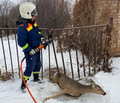 Популяция сибирской косули благополучно завершила зимовку в заказнике  «Кирзинский» — Объединённая дирекция заповедника «Саяно-Шушенский» и  национального парка «Шушенский бор»