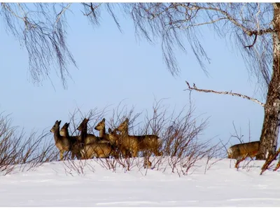 Косули и следы.