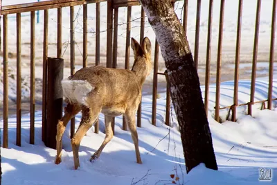 Европейская косуля (Capreolus capreolus) - Природный парк Олений