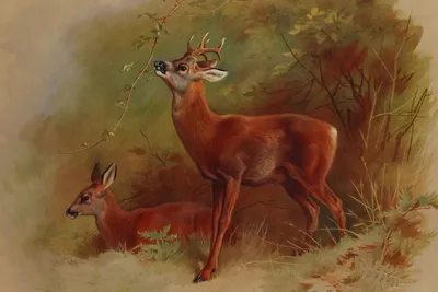 Косуля семейства capreolus capreolus в глубоком снегу зимой | Премиум Фото