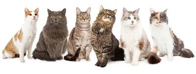 Кот или кошка: разнообразные картинки в png формате