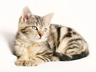 Кот или кошка: стильные фотографии в формате webp