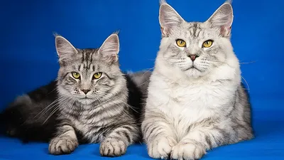 Кот или кошка: превосходные изображения в webp формате